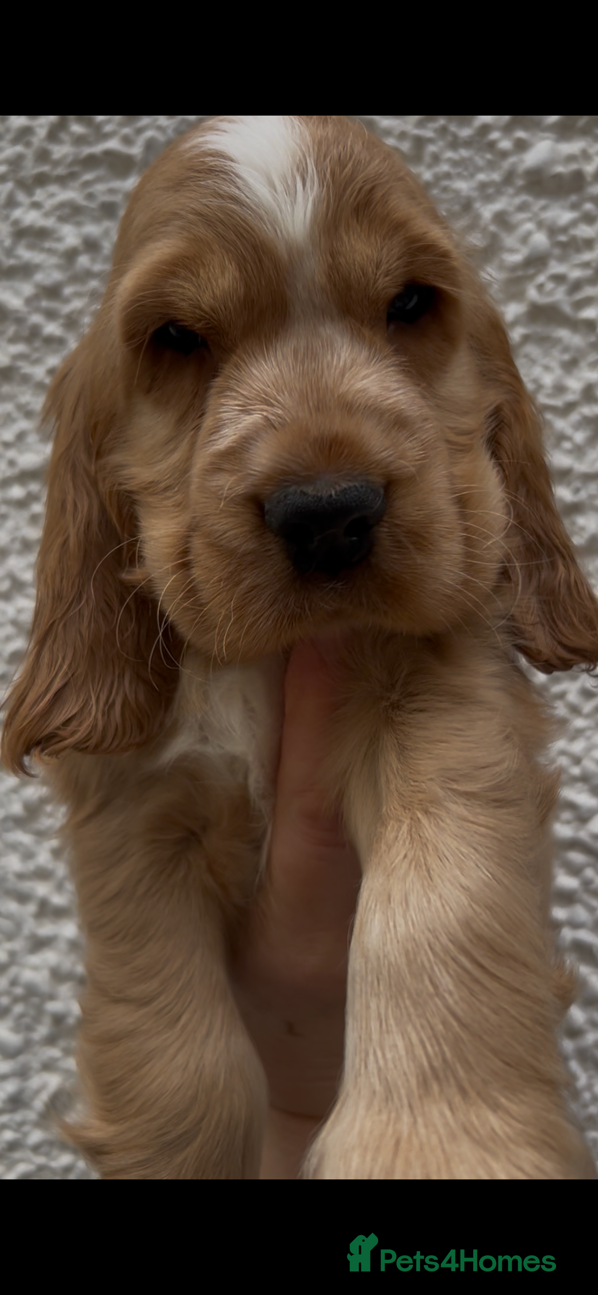 Cocker Spaniel dogs 💛Last Golden Show Cocker boy available💛  - Advert 2