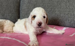 Cockapoo dogs for sale: F1BB Toy Cockapoo puppies - Image 14