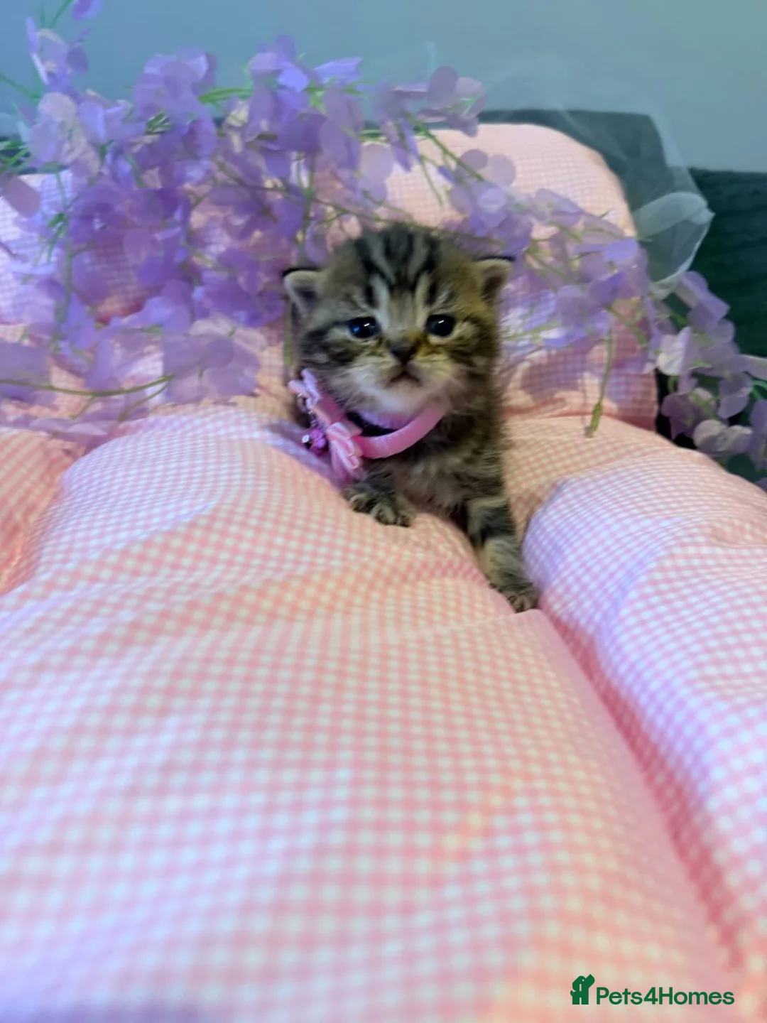 Scottish Fold cats for sale: 😘Luxury Scottish fold - Advert 2