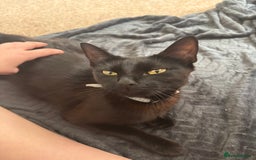 British Longhair cats for sale: 1 x British Long Hair & 2 x British Short Hair - Image 22