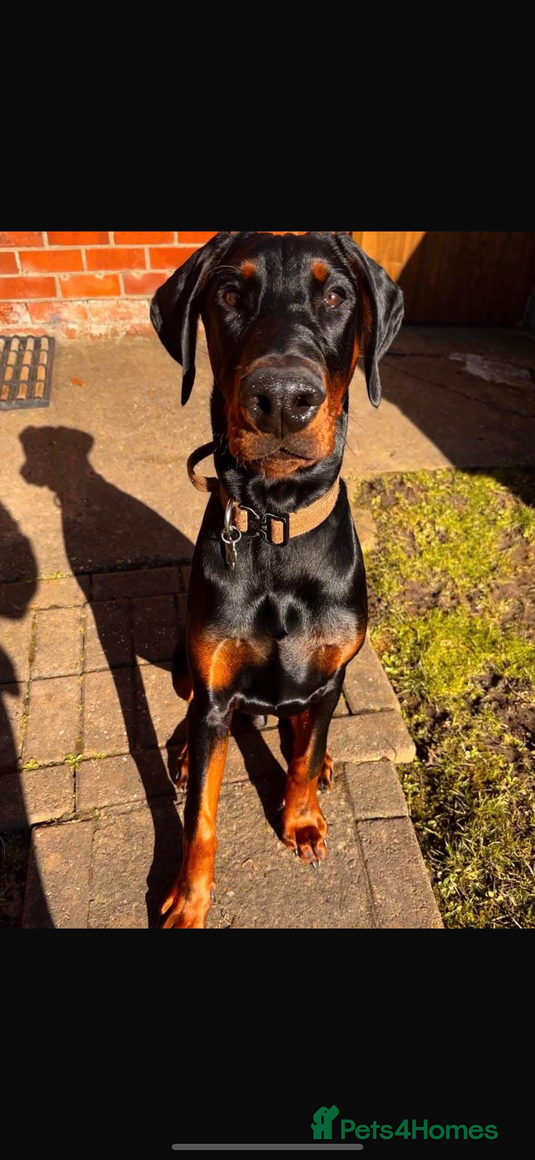 Dobermann dogs for sale: ⭐️ Pregnancy confirmed FULL EUROPEAN DOBERMANN ⭐️ - Image 17
