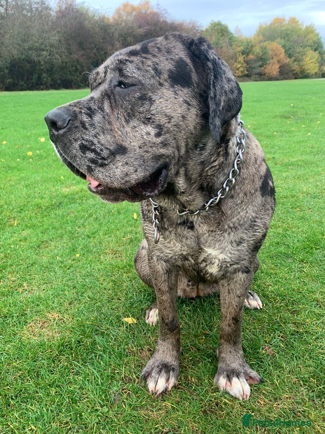 Cane Corso dogs for sale: 1 year old cane corso  - Image 3