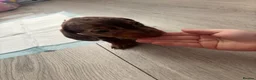 Dachshund dogs for sale: 🩷🩷🩷 DACHSHUNDS GIRLS 🩷🩷🩷 - Advert 20