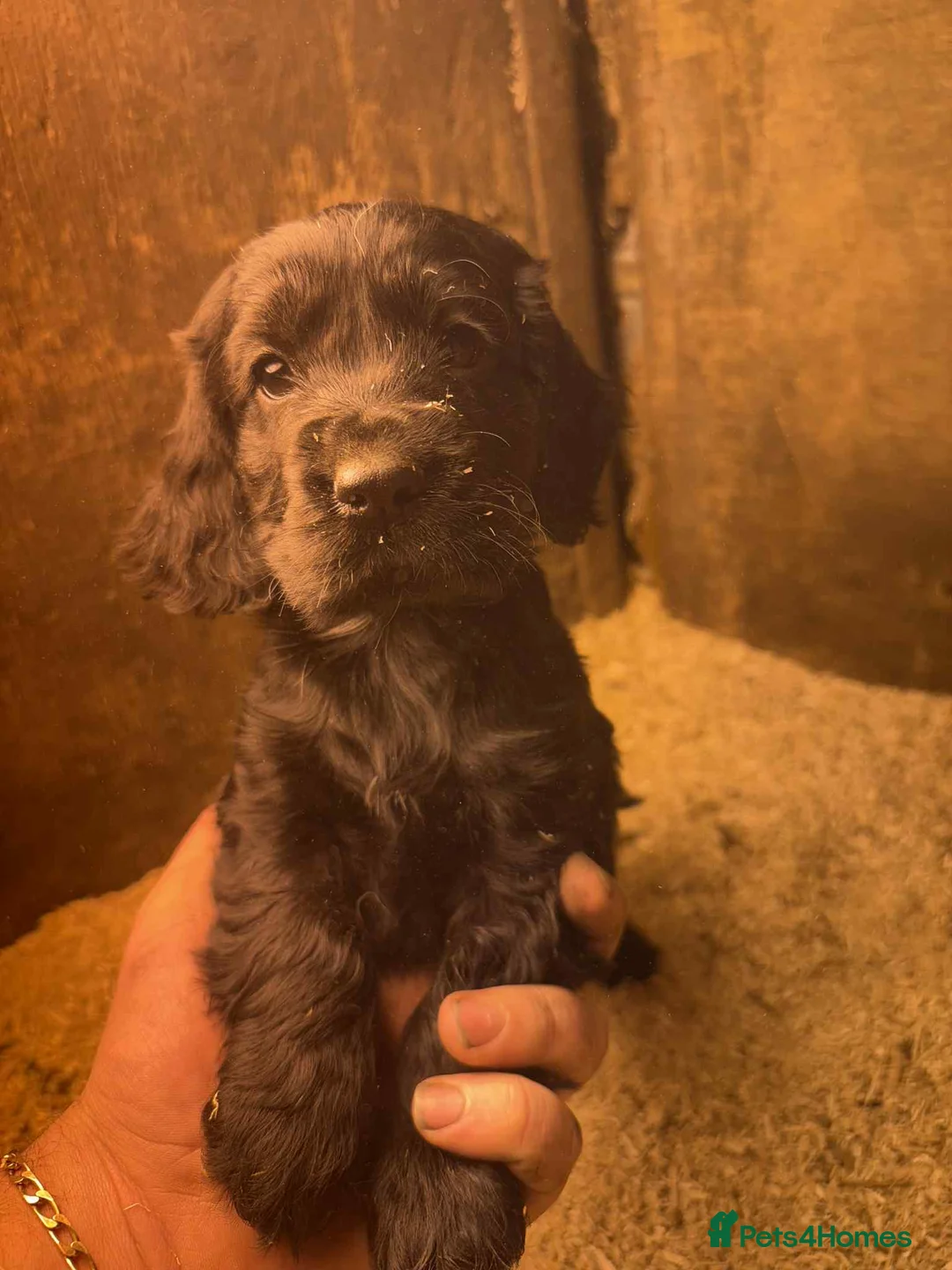 Cocker Spaniel dogs for sale: Cocker spaniel puppies show cocker x working cocke - Advert 3