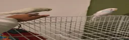 Budgerigars birds for sale: 2 adorable budgies  in Birmingham - Advert 3