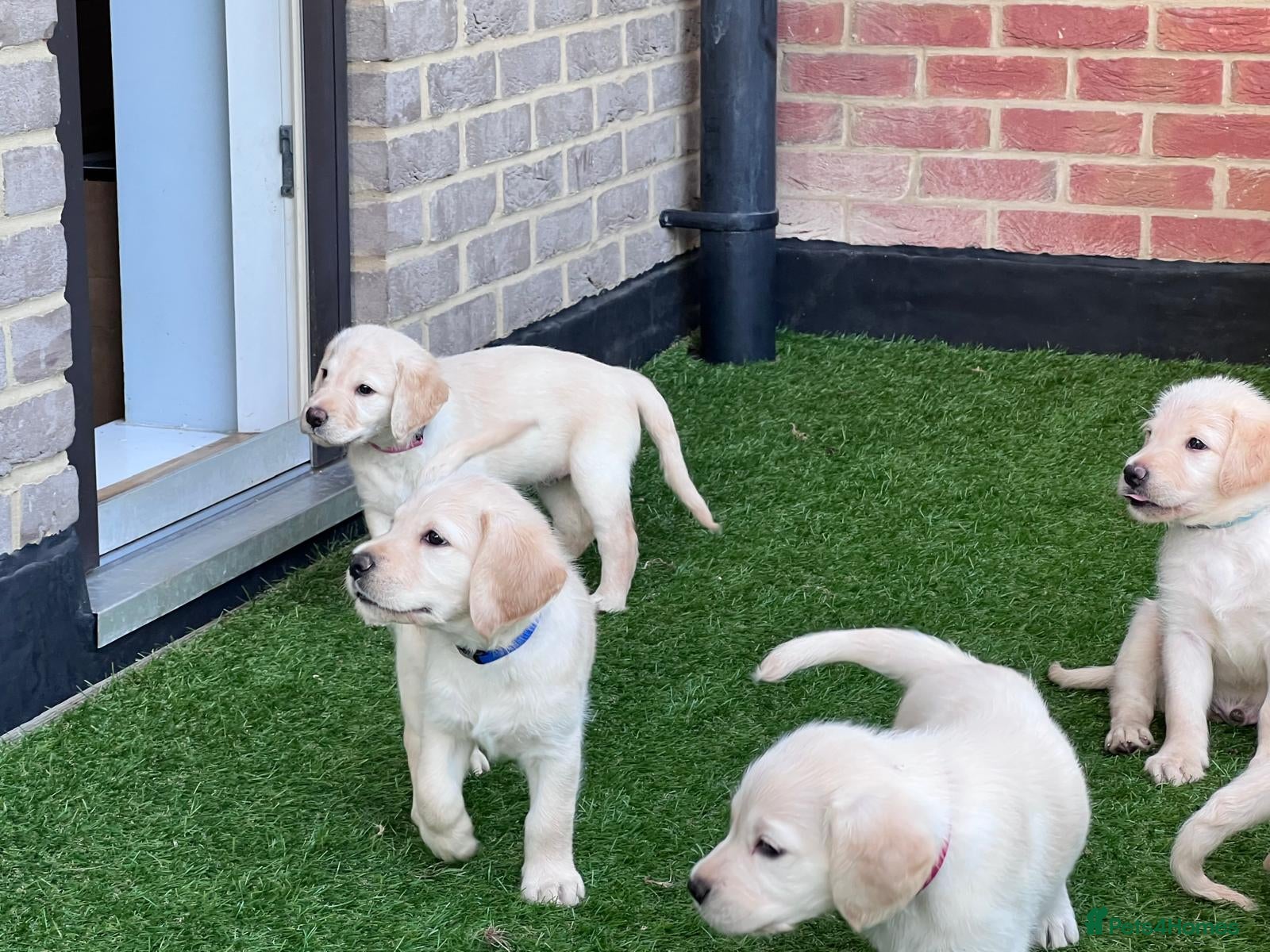 Labradoodle dogs for sale: Happy and healthy Labradoodle puppies! - Advert 1