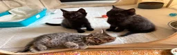 Mixed Breed cats for sale: Beautiful Ragdoll mix - Advert 7