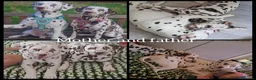 Dalmatian dogs for sale: Spotted liver dalmation  - Advert 4