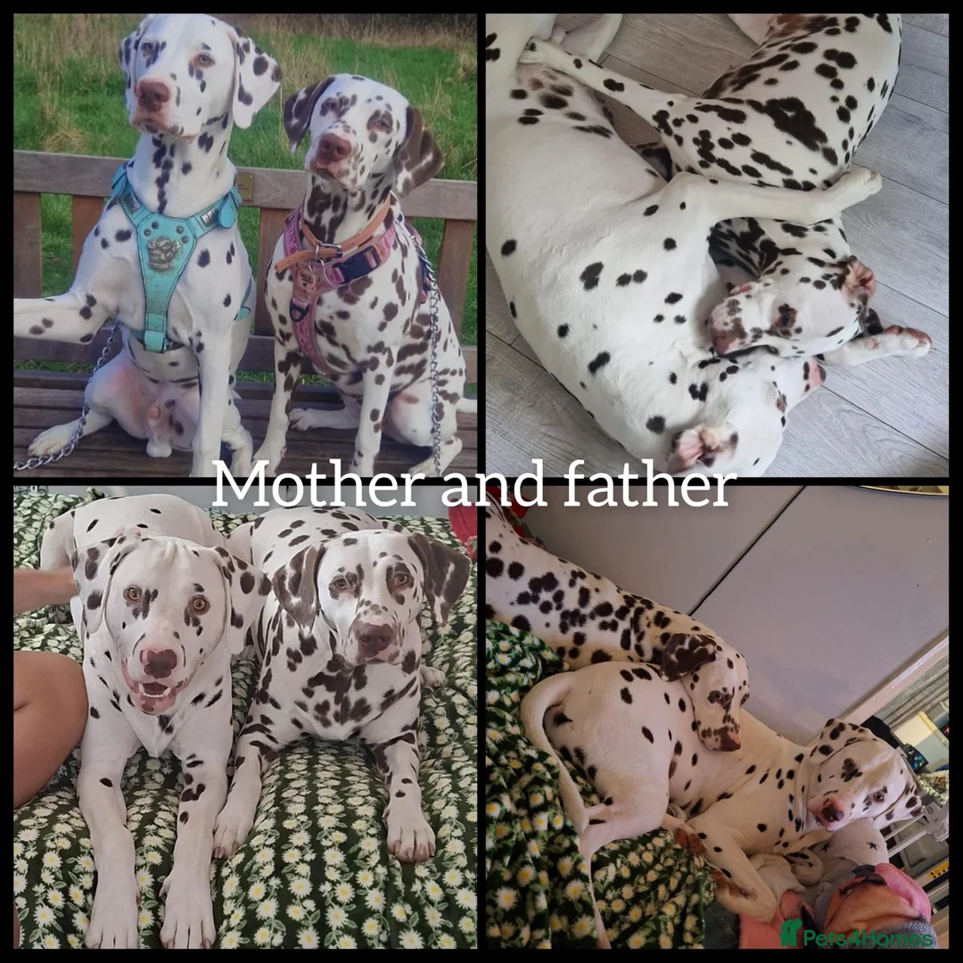Dalmatian dogs for sale: Spotted liver dalmation  - Advert 4