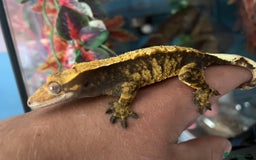 Gecko reptiles for sale: Mix of new Caledonian Geckos - Image 2