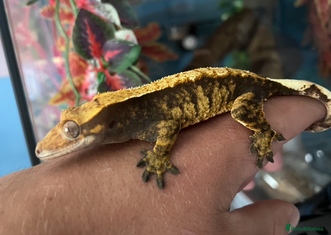 Gecko reptiles for sale: Mix of new Caledonian Geckos - Image 2