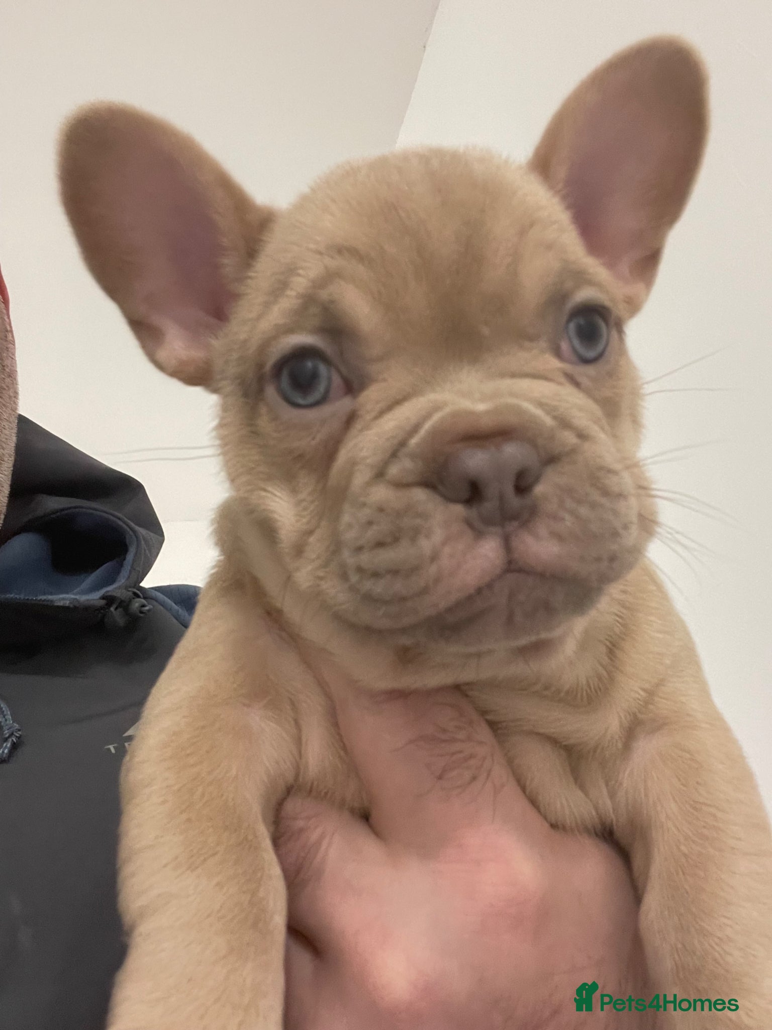 French Bulldog dogs 🔥🔥KC TOP QUALITY FRENCH BULLDOG PUPPIES 🔥🔥 - Advert 3