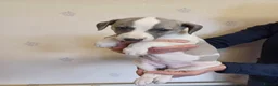 Whippet dogs for sale: Beautiful Pedigree Whippet Puppies  - Advert 8