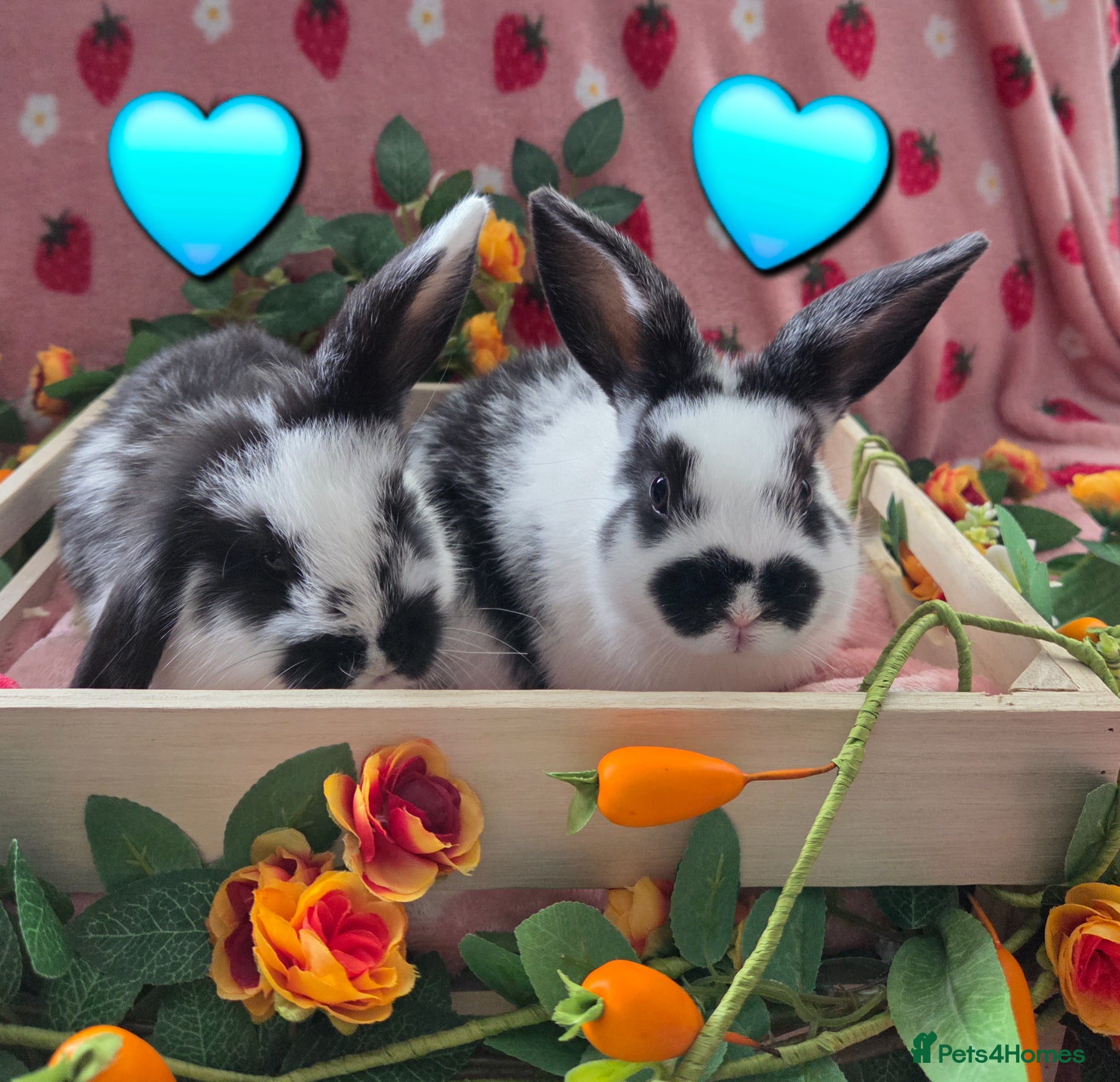 Mini Lop rabbits  butterfly mini lop Last 2  ☆ 2 buck🩵 - Advert 1