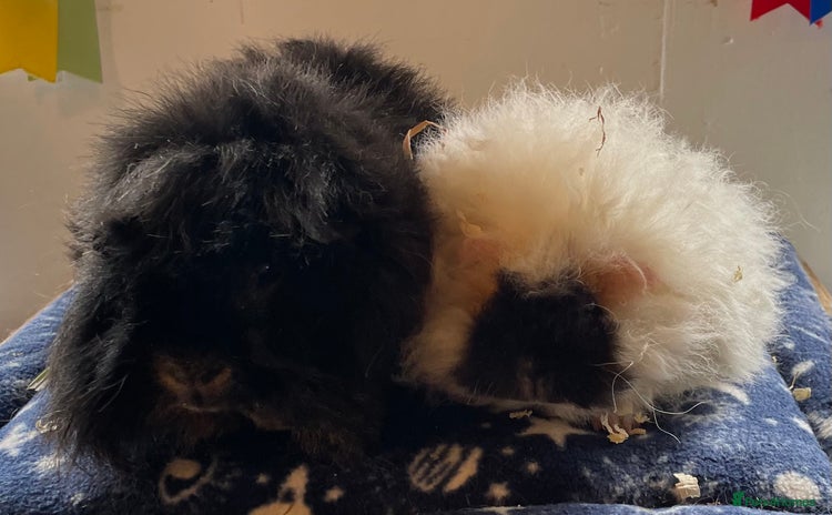 Guinea Pig rodents - Advert 6