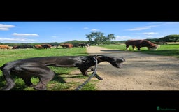 Greyhound dogs for sale: Male Greyhound for sale - Image 4