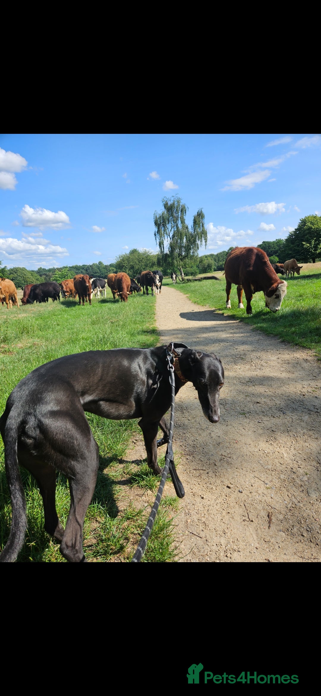 Greyhound dogs for sale: Male Greyhound for sale - Image 4