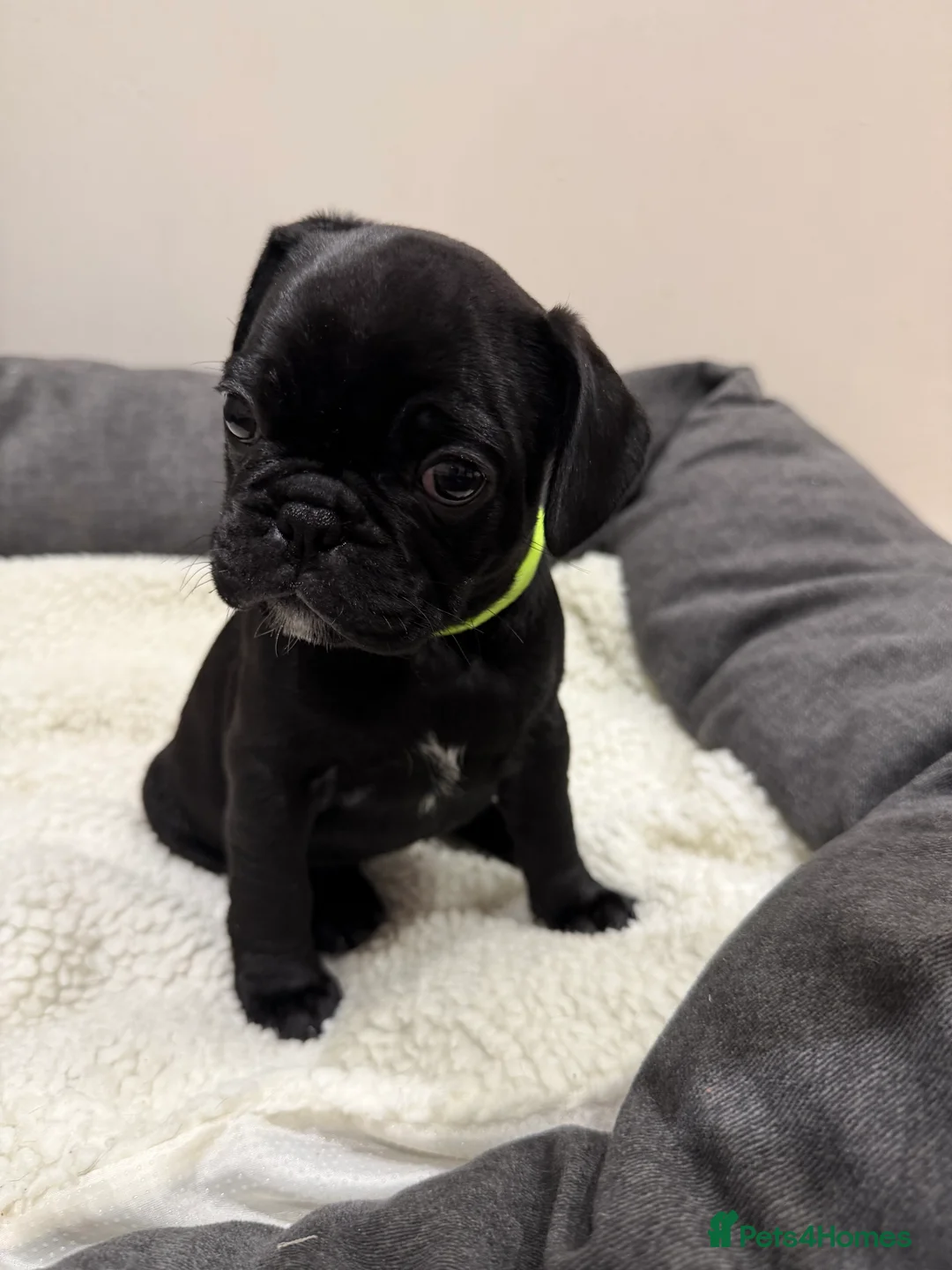 Frug dogs for sale: Beautiful Frug Puppies - Advert 12