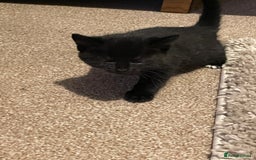 Mixed Breed cats for sale: 2 kittens looking for forever homes  - Image 3