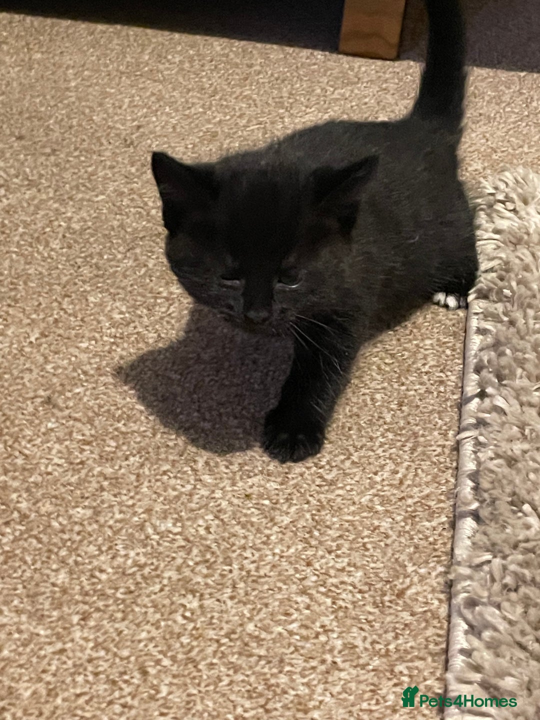 Mixed Breed cats for sale: 2 kittens looking for forever homes  - Image 3