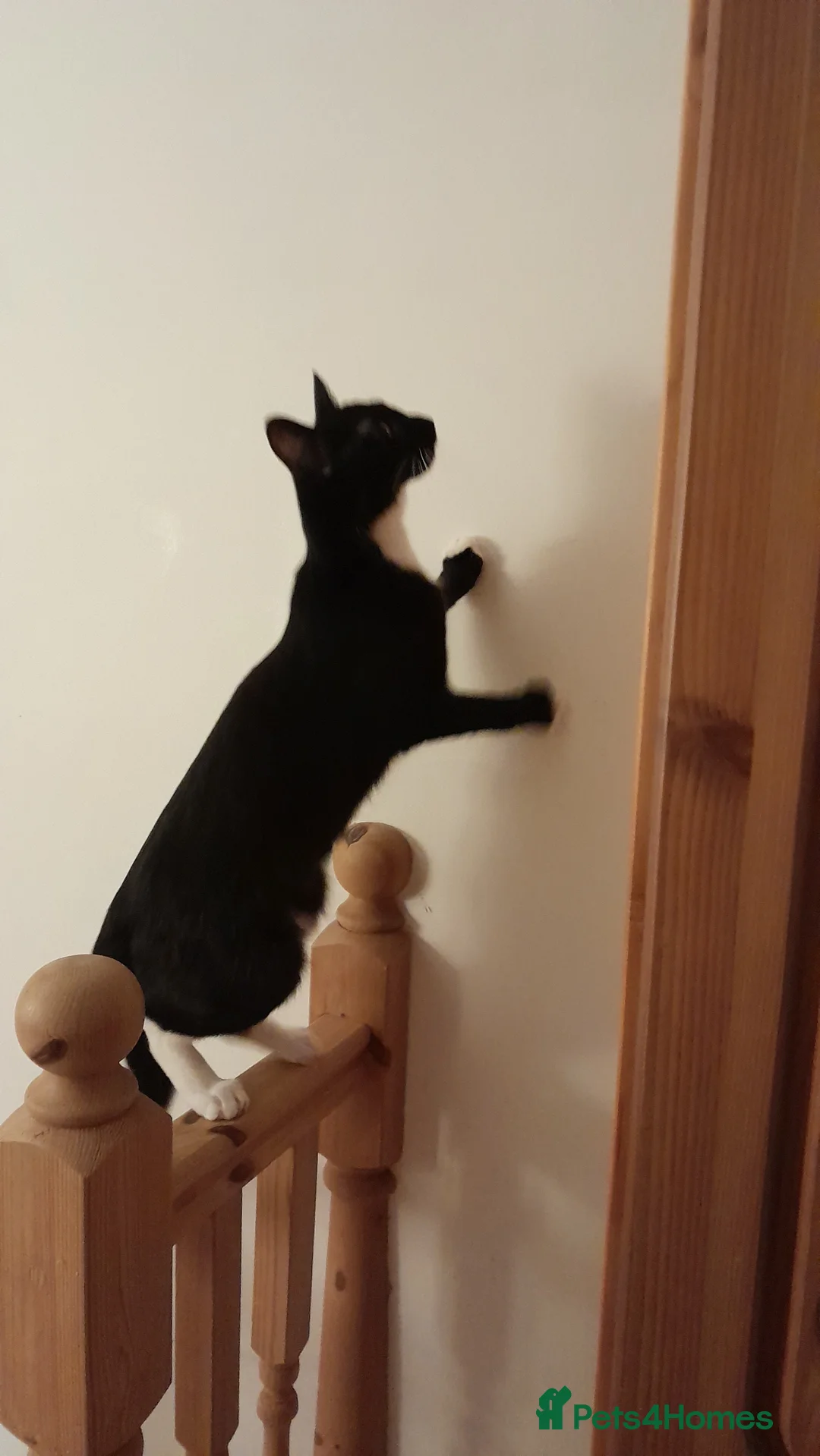 British Shorthair cats for sale: Justin and Janet and mummy  - Advert 4