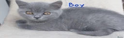 British Shorthair cats for sale: 🩵🩷*READY SOON*🩵🩷 - Advert 7