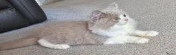 British Longhair cats for sale: Amazing loving boy  - Advert 9