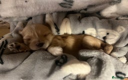 Maltipoo dogs for sale: Tiny Maltipoos available  - Image 6