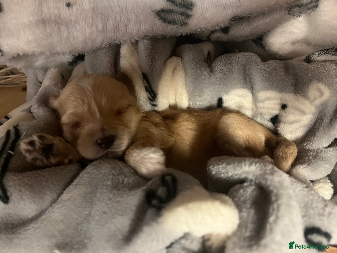 Maltipoo dogs for sale: Tiny Maltipoos available  - Image 6