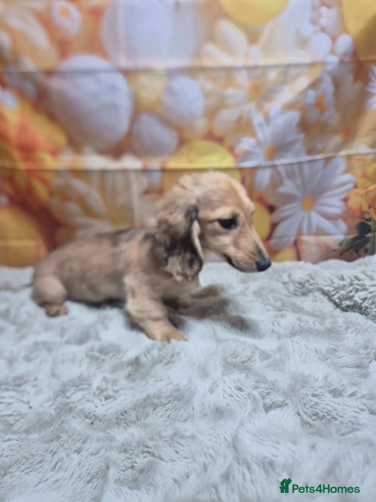 Miniature Dachshund dogs Shaded cream long haired miniature dachshund  - Advert 5