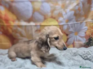 Miniature Dachshund dogs Shaded cream long haired miniature dachshund - Advert 5