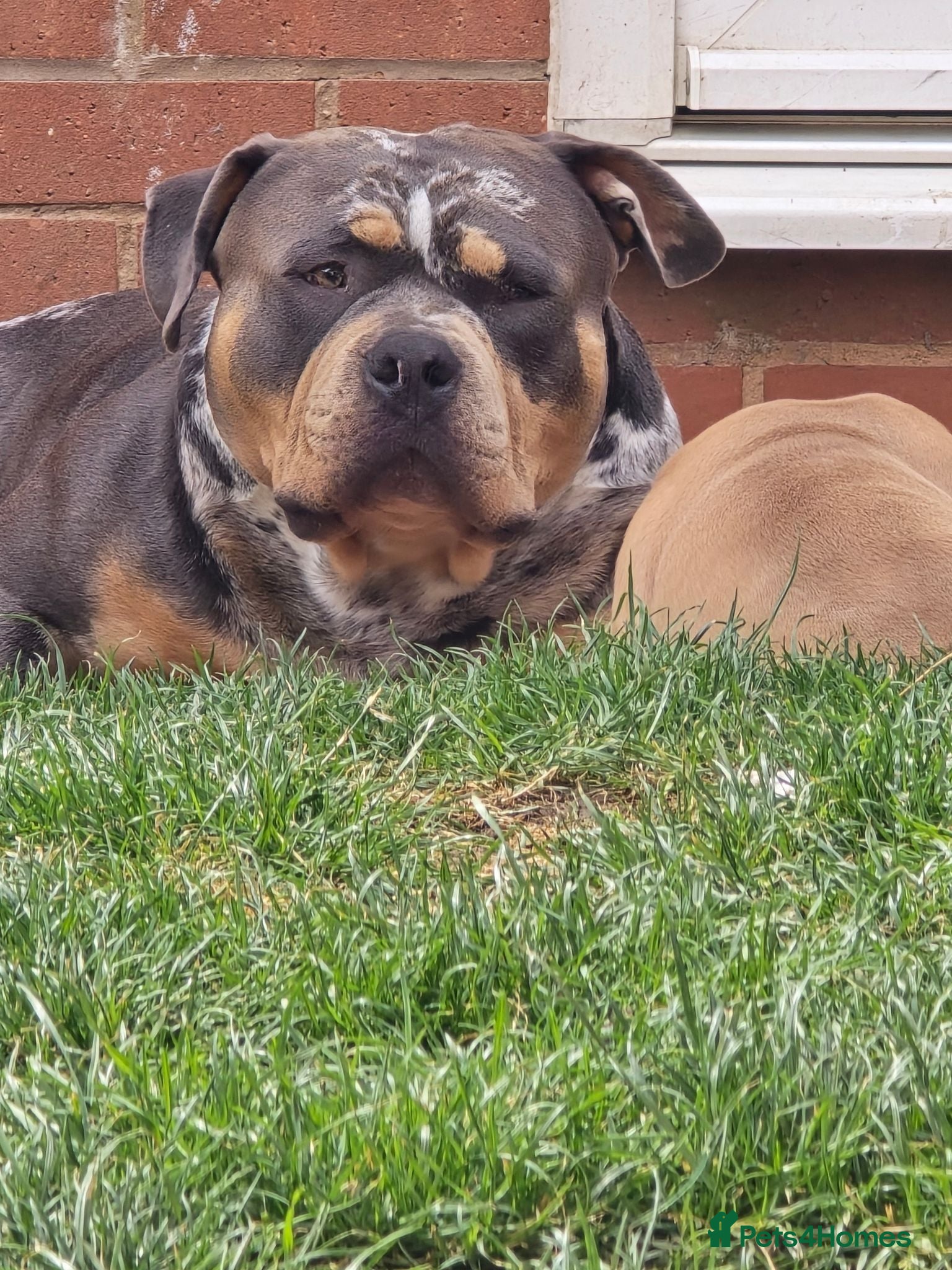American Bully dogs ABKC Registered Male Stud "Thor" . - Advert 6