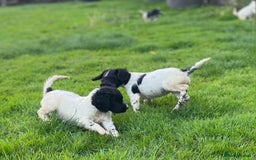 Cocker Spaniel dogs for sale: Cocker Spaniels - Image 7