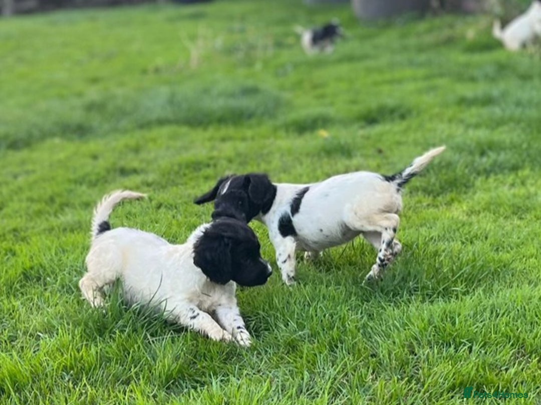 Cocker Spaniel dogs for sale: Cocker Spaniels - Image 7