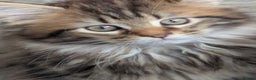Maine Coon cats for sale: Stunning chocolate tabby kittens  - Advert 12