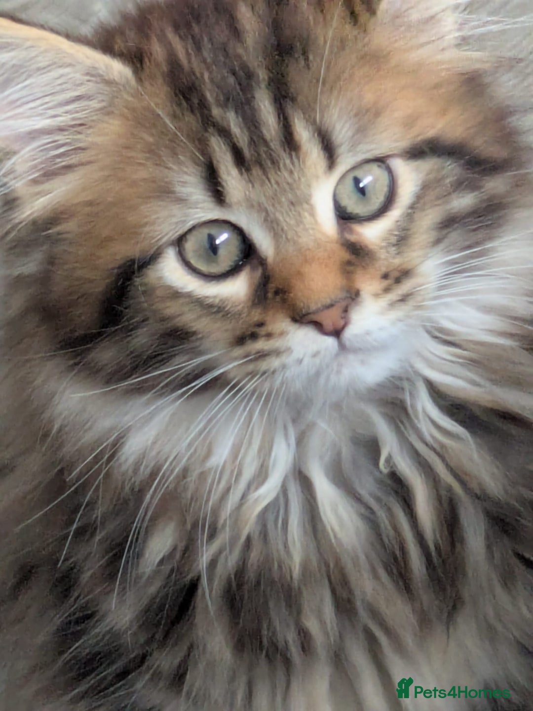 Maine Coon cats for sale: Stunning chocolate tabby kittens  - Advert 12