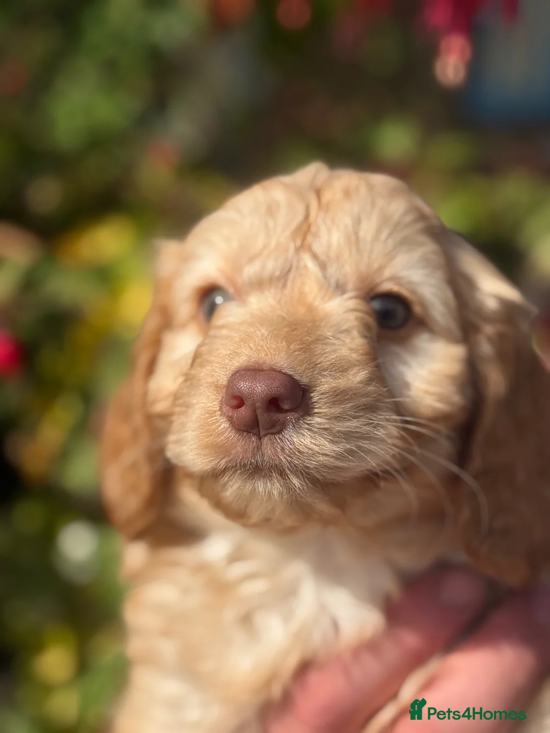 Cockapoo dogs for sale: Ready Now F1 Cockapoos - Advert 1