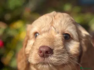 Cockapoo dogs Ready Now F1 Cockapoos - Advert 13