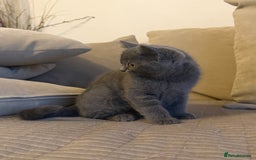 British Longhair cats for sale: 🐾 Adorable British Longhair Kittens  - Image 6