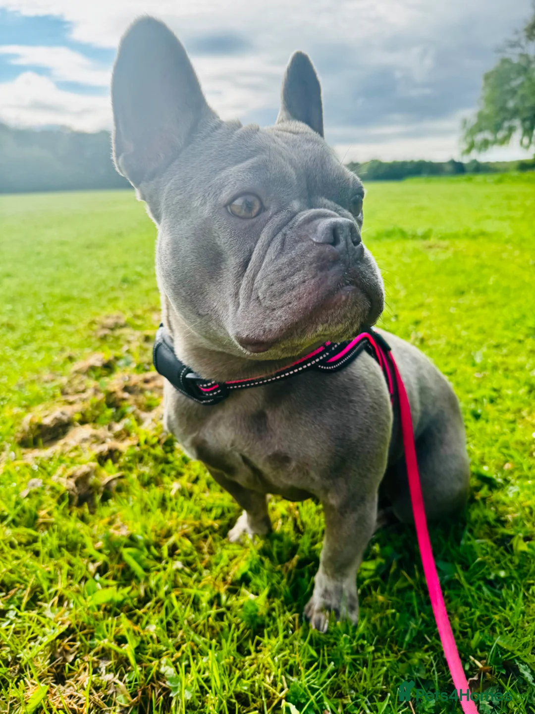 French Bulldog dogs for sale: 4y old female French bulldog  - Advert 1