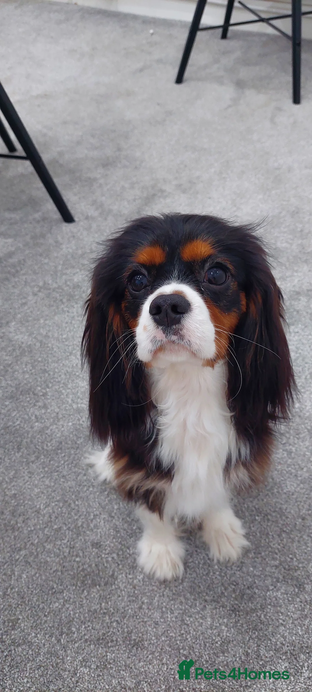 Cavalier King Charles Spaniel dogs for stud: Cavalier King Charles Spaniel – For Stud – Kent - Advert 1