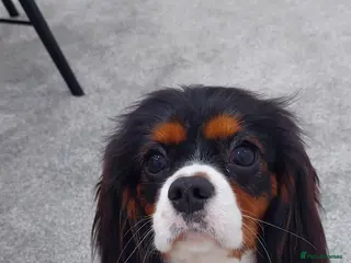 Cavalier King Charles Spaniel dogs Cavalier King Charles Spaniel – For Stud – Kent - Advert 1