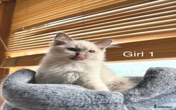 Ragdoll cats for sale: 4 beautiful ragdoll kittens  - Image 7