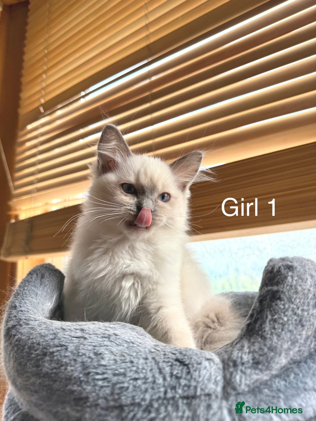 Ragdoll cats for sale: 4 beautiful ragdoll kittens  - Image 7