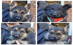 German Shepherd dogs for sale: KC German Shepherd pups LAST 2 BOYS! - Image 3