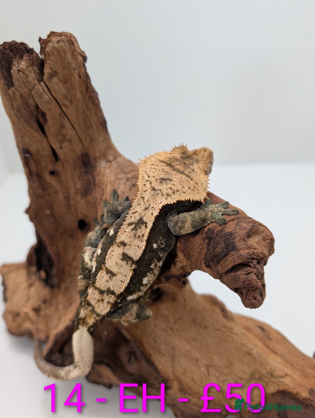 Gecko reptiles for sale: Adult Crested Geckos - Image 14
