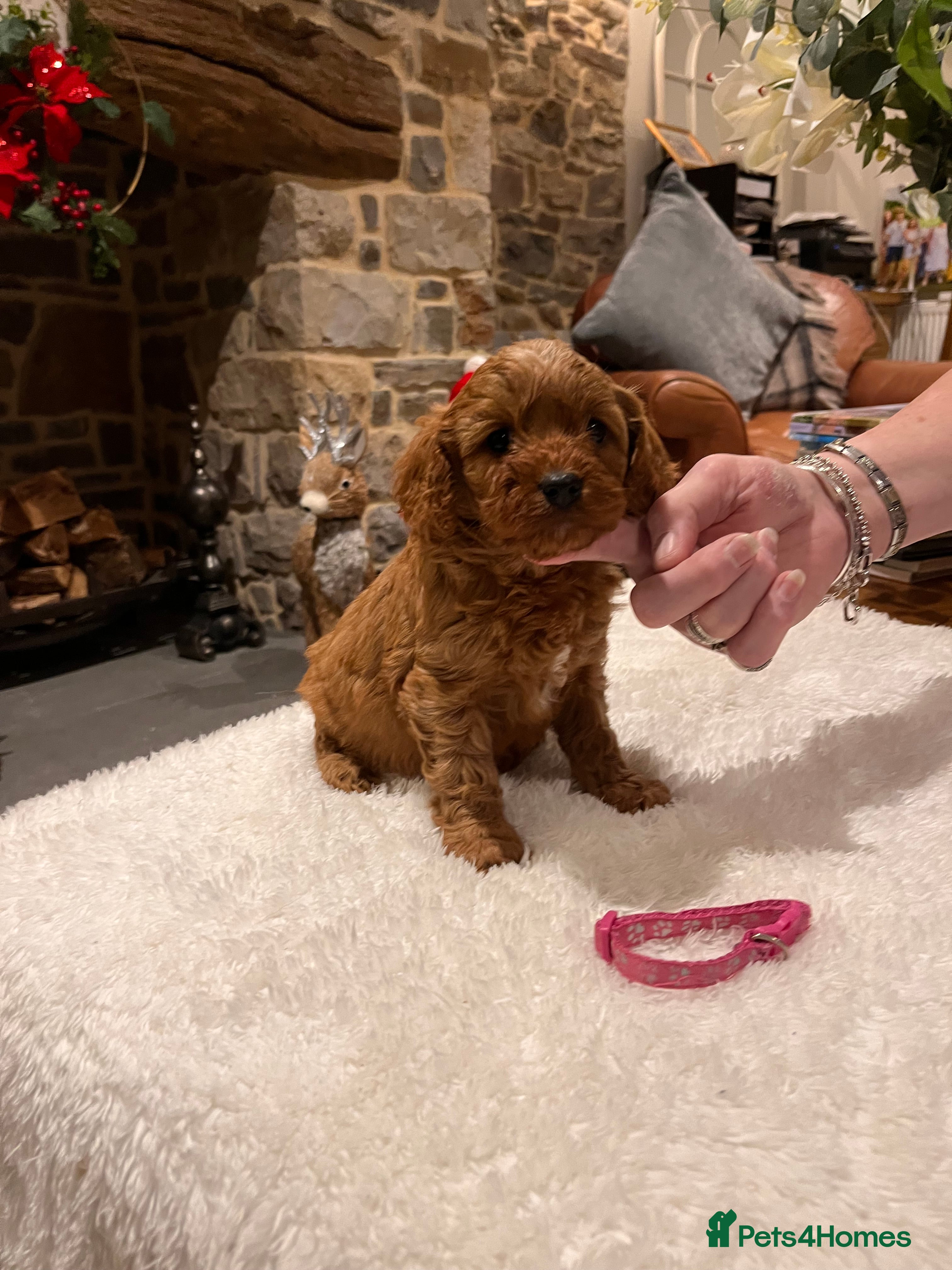 Cavapoo dogs Gorgeous litter of F1 Cavapoo puppies  - Advert 1