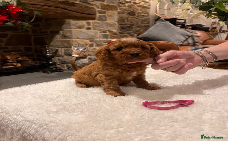 Cavapoo dogs Gorgeous litter of F1 Cavapoo puppies  - Advert 2