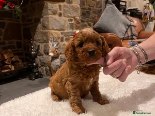 Cavapoo dogs Gorgeous litter of F1 Cavapoo puppies - Advert 4