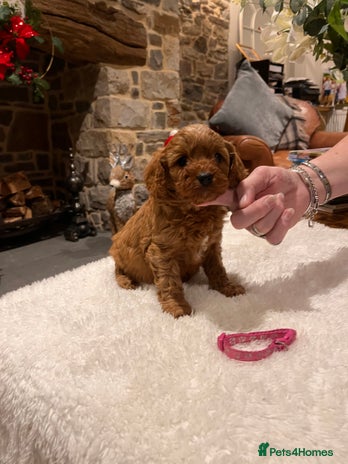 Cavapoo dogs Gorgeous litter of F1 Cavapoo puppies - Advert 2